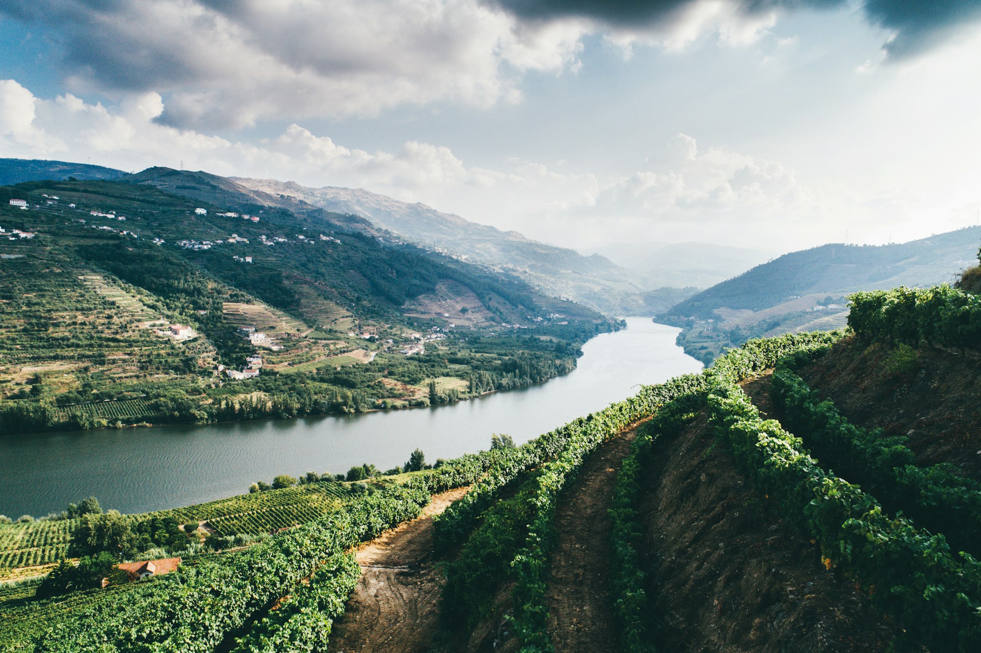Drone flying above rows of vineyards on slope in vine region of Douro valley.