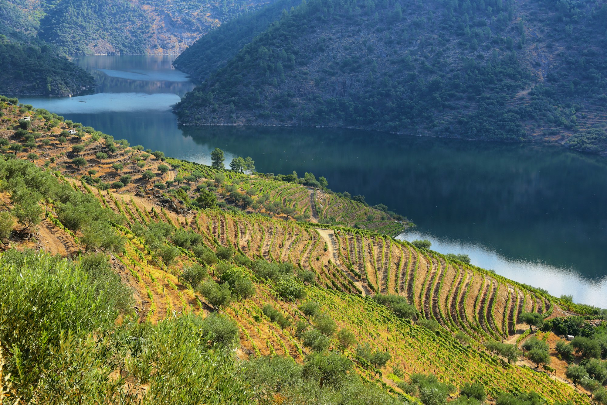 Scenic view of Alto Douro Vinhateiro, Portugal